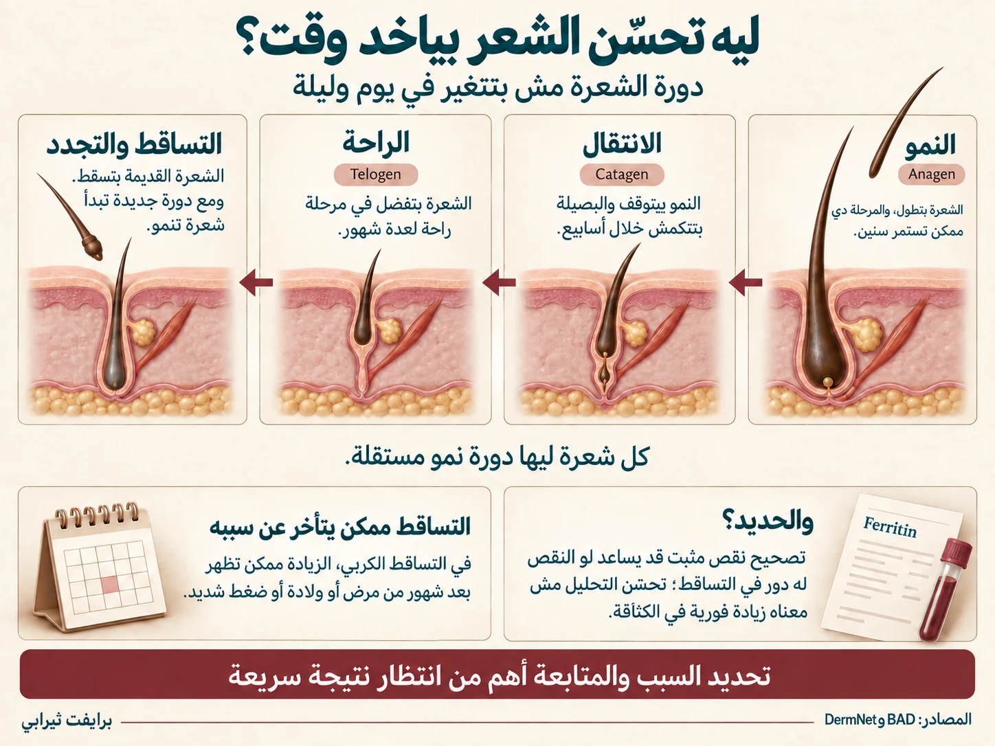 ليه تحسّن الشعر بياخد وقت — مراحل دورة نمو الشعرة: النمو والانتقال والراحة ثم التساقط والتجدد