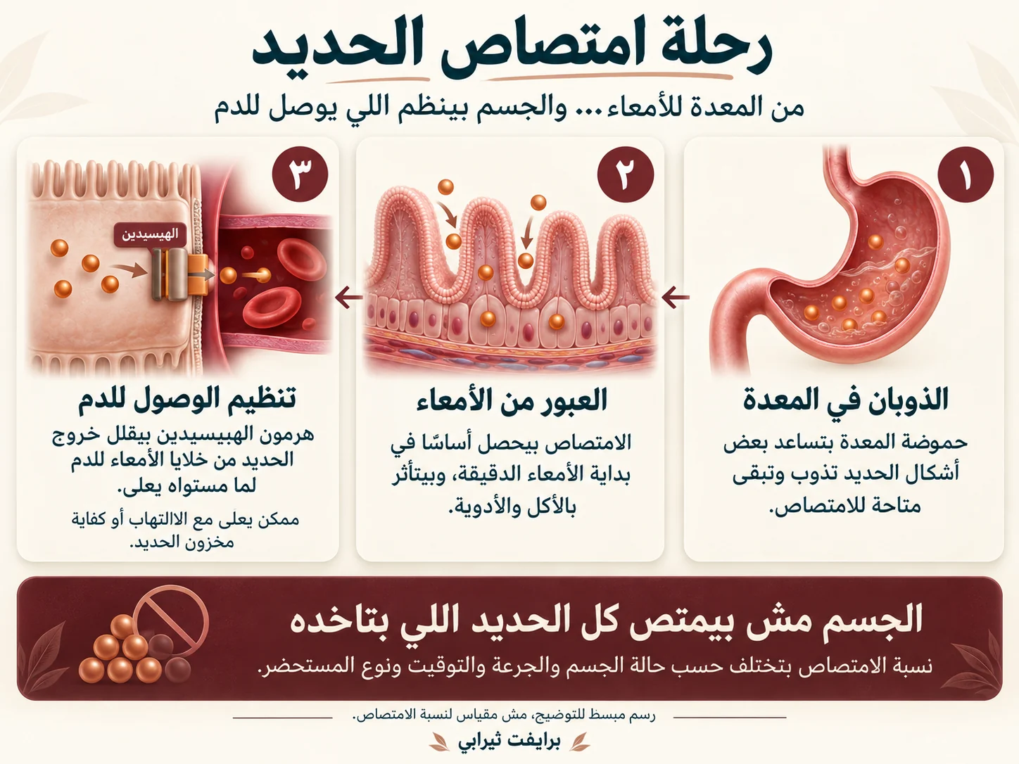 رحلة امتصاص الحديد — الذوبان في المعدة ثم العبور من جدار الأمعاء ثم تنظيم الهيبسيدين
